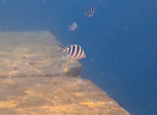 Abudefduf sexfasciatus