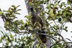 Ortalis poliocephala