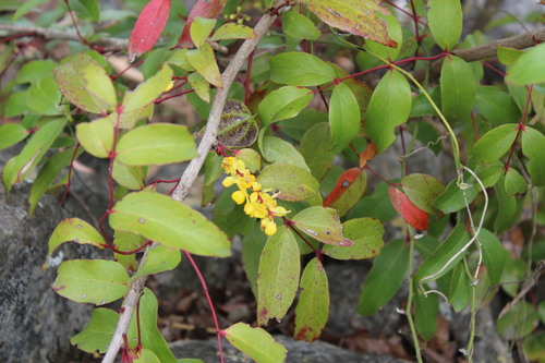 Image of Berberis gracilis by (c) Francisco Martínez González, some rights reserved (CC BY-SA)