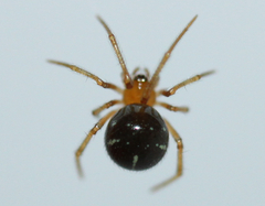 Araneoidea