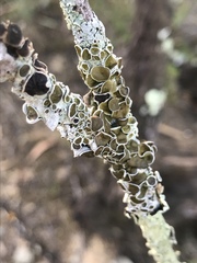 Flavoparmelia rutidota