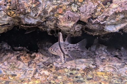 Sphaeramia orbicularis