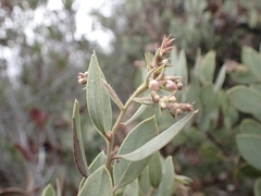 Arctostaphylos moranii