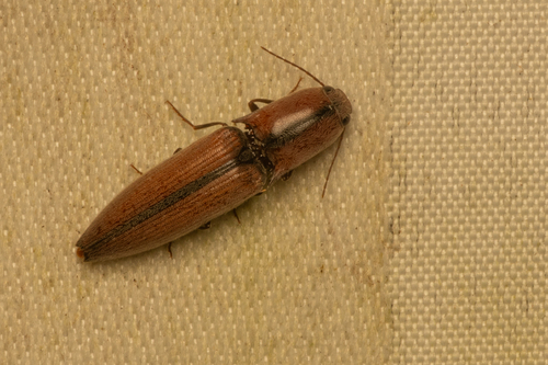 Simodactylus observed 2026-03-17