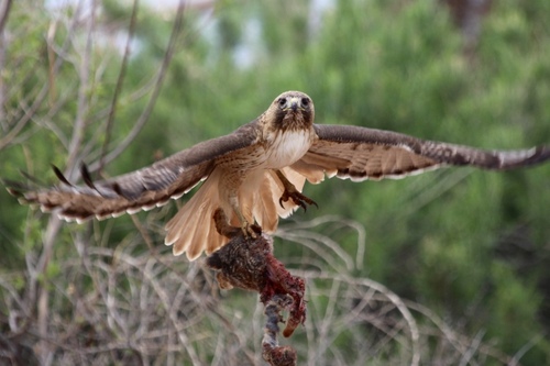 Western Red-tailed Hawk photographed in Utah