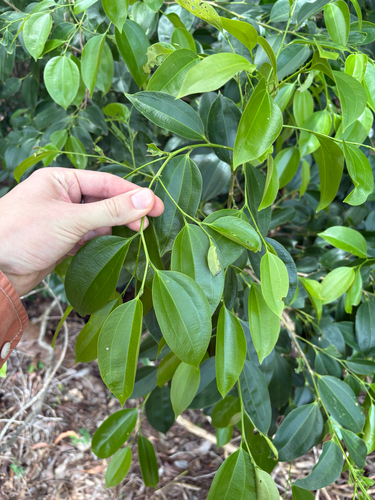 Celtis philippensis observed 2026-03-17