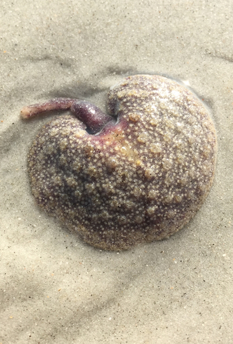 Renilla reniformis