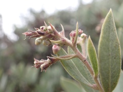 Arctostaphylos moranii