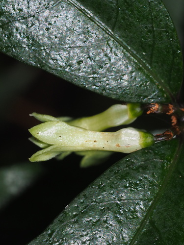 Damnacanthus giganteus iNat (2)