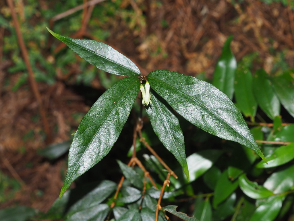 Damnacanthus giganteus