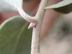 Arctostaphylos moranii