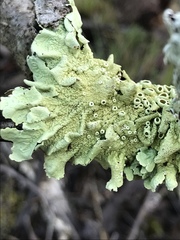 Flavoparmelia rutidota