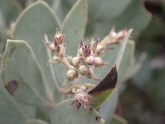 Arctostaphylos moranii