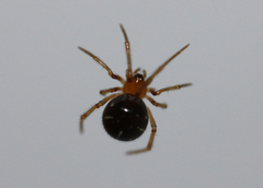 Araneoidea