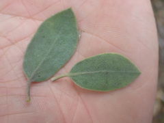 Arctostaphylos moranii