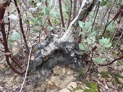Arctostaphylos moranii