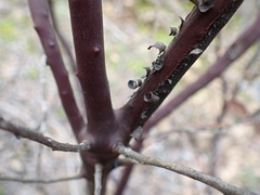 Arctostaphylos moranii