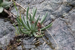 Dudleya densiflora