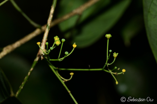 Erythropalum scandens observed 2026-03-17