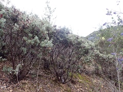 Arctostaphylos moranii