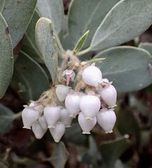 Arctostaphylos moranii