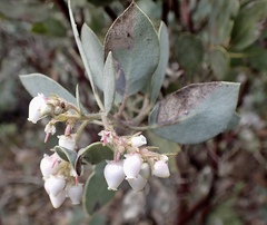 Arctostaphylos moranii