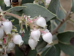 Arctostaphylos moranii