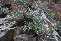 Dudleya densiflora