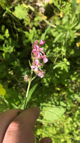 Small-flowered Catchfly
