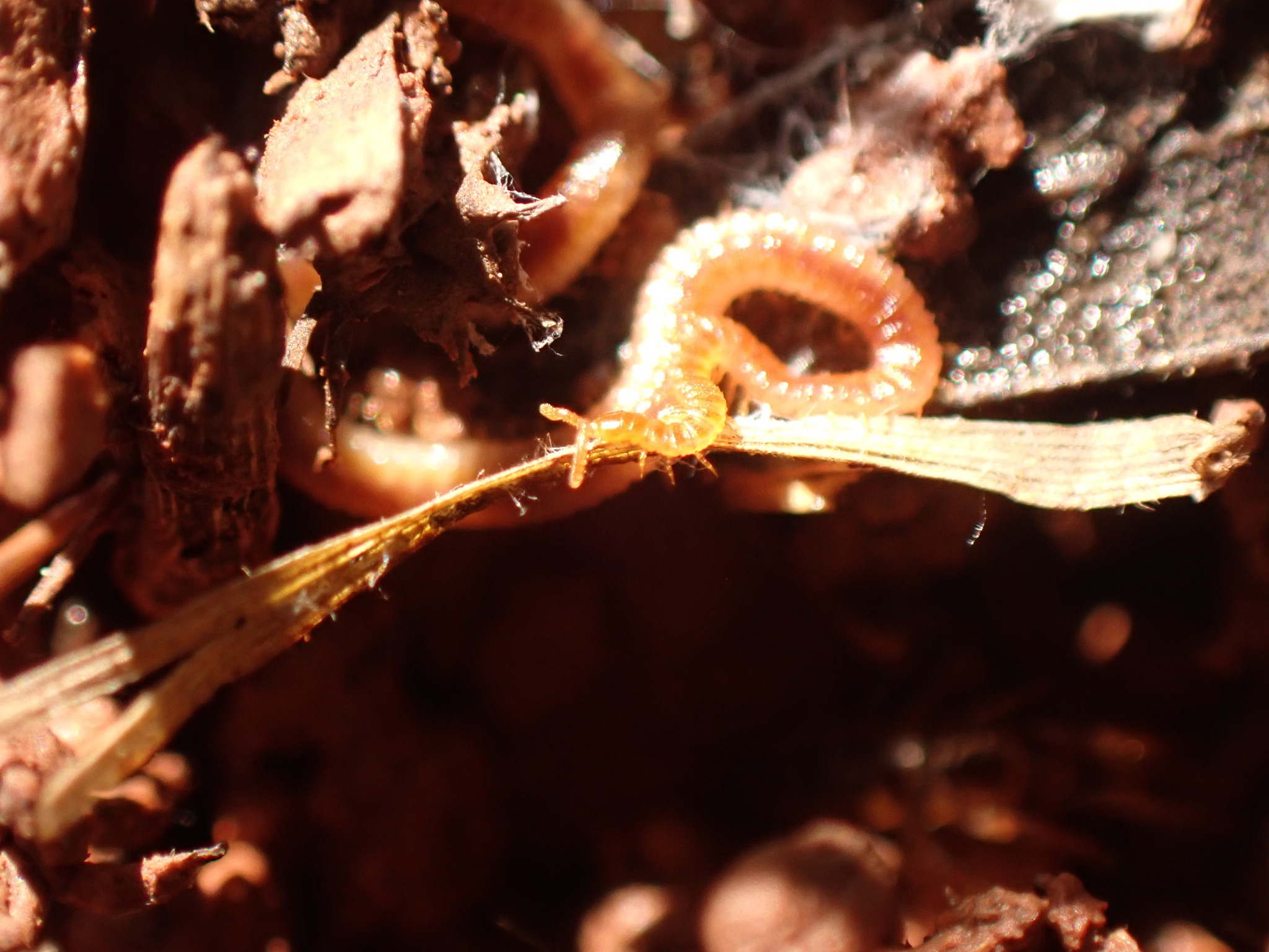 Dignathodon microcephalus Lucas, 1846