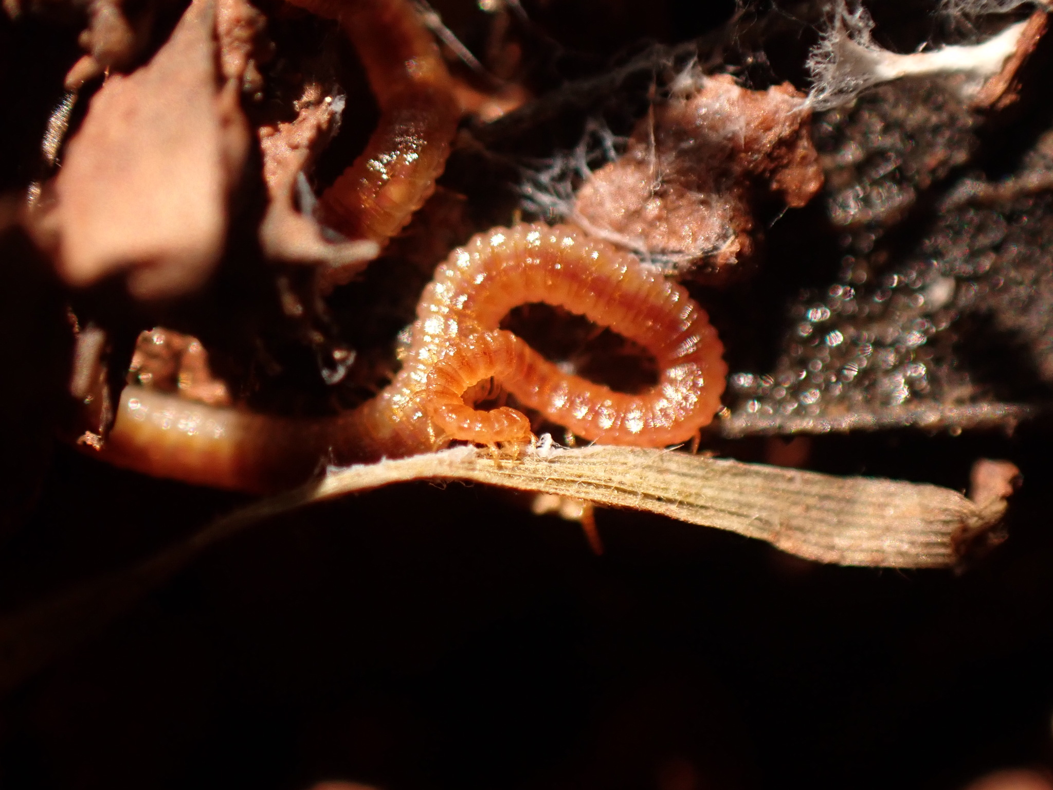 Dignathodon microcephalus Lucas, 1846