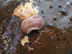 Alloiodoris lanuginata