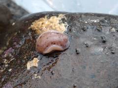 Alloiodoris lanuginata