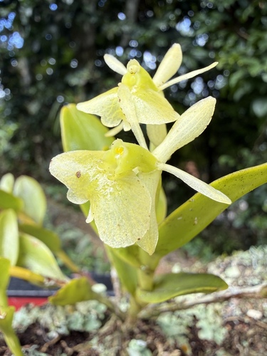 Epidendrum boricuarum Hágsater & L.Sánchez 2