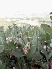 Arctostaphylos moranii