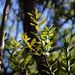 紐西蘭貝殼杉 - Photo 由 Jacqui Geux 所上傳的 (c) Jacqui Geux，保留部份權利CC BY