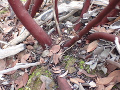 Arctostaphylos moranii