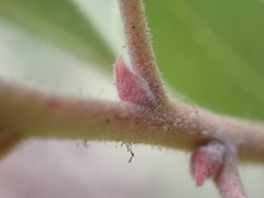Arctostaphylos moranii