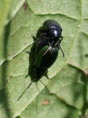 Gastrophysa cyanea