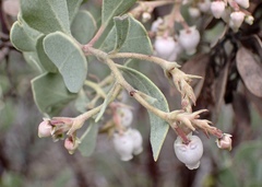 Arctostaphylos moranii