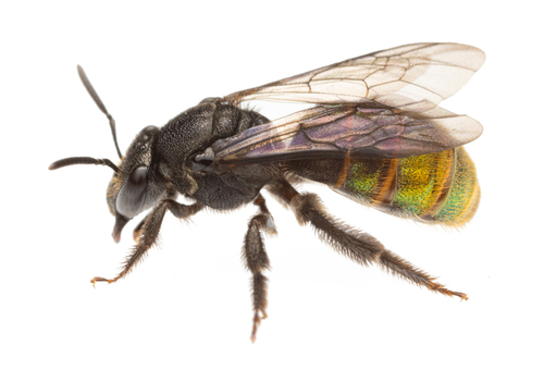 Augochloropsis cyclis
