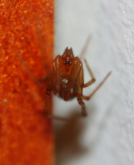 Araneae