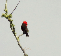 Pyrocephalus rubinus mexicanus