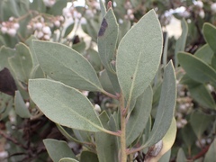 Arctostaphylos moranii