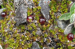 Coprosma atropurpurea
