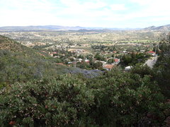 Arctostaphylos moranii