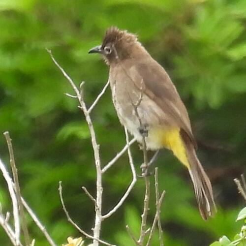 Cape Bulbul (Pycnonotus capensis), photo 7