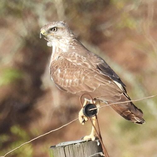Forest Buzzard (Buteo trizonatus)