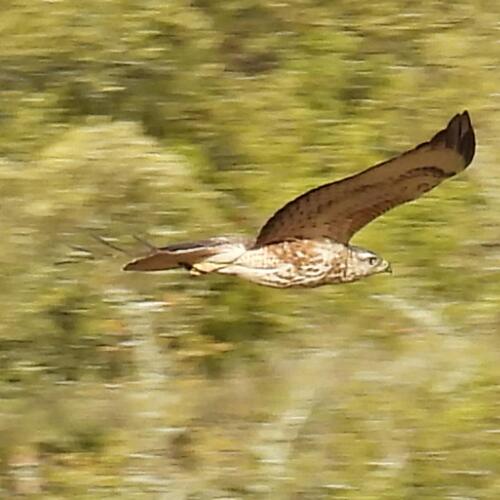 Forest Buzzard (Buteo trizonatus), photo 2