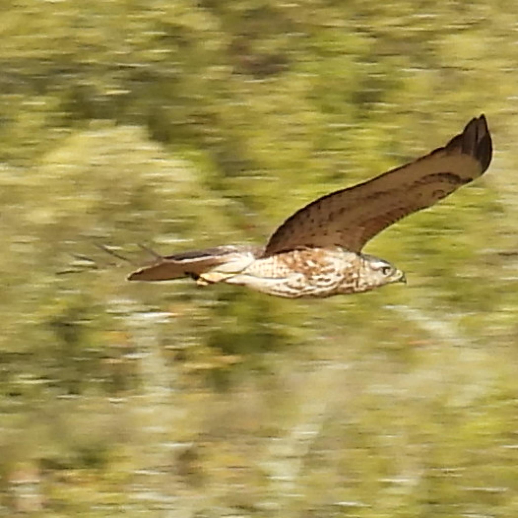 Forest Buzzard (Buteo trizonatus), photo 2